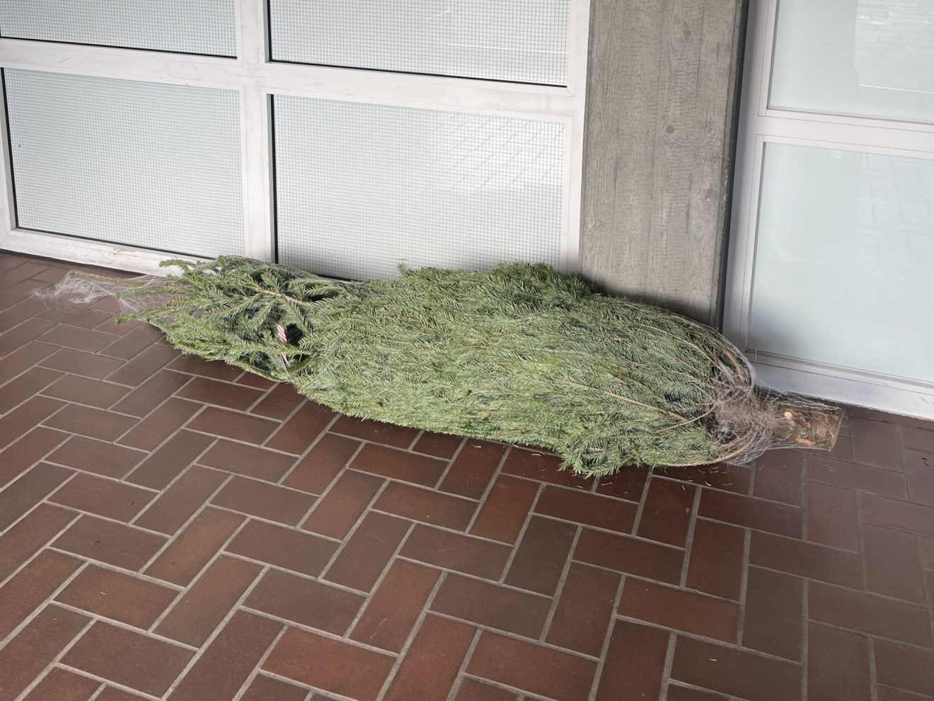Unser Weihnachtsbaum ist da